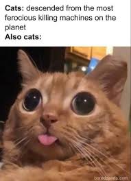 Funny Cat